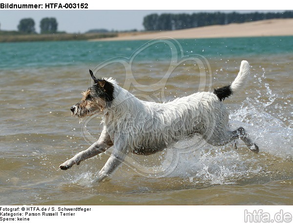 Parson Russell Terrier / HTFA-003152