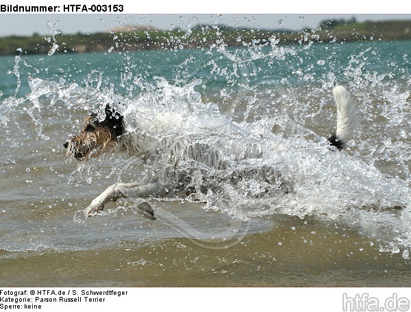 Parson Russell Terrier / HTFA-003153