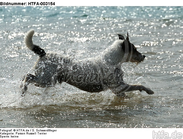 Parson Russell Terrier / HTFA-003154