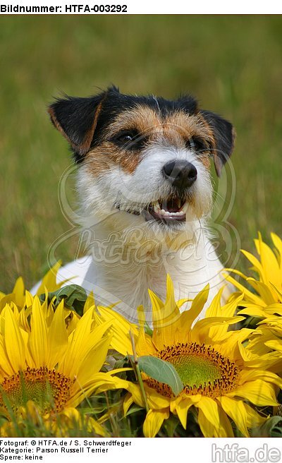 Parson Russell Terrier / HTFA-003292