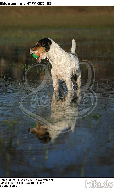 Parson Russell Terrier / HTFA-003459