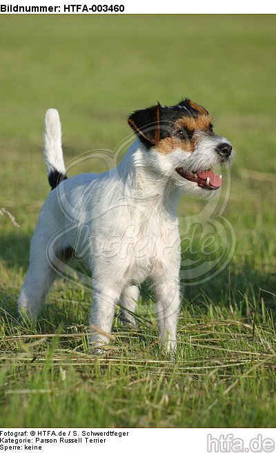 Parson Russell Terrier / HTFA-003460