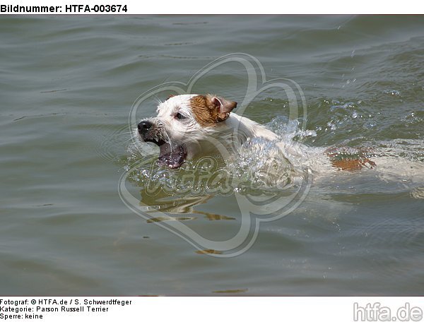 Parson Russell Terrier / HTFA-003674