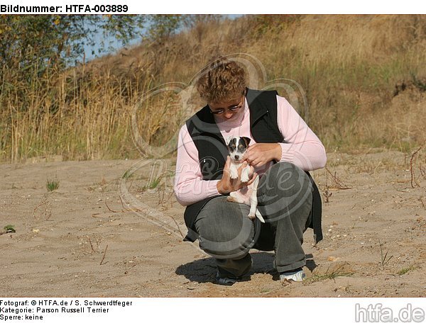 Parson Russell Terrier Welpe / parson russell terrier puppy / HTFA-003889