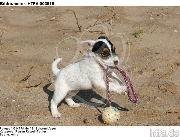 Parson Russell Terrier Welpe / parson russell terrier puppy / HTFA-003918