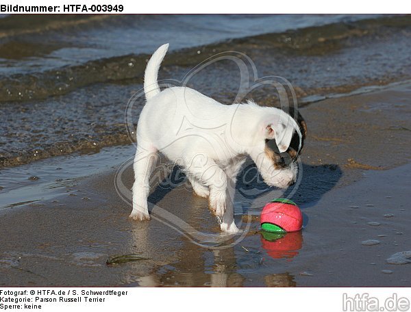 Parson Russell Terrier Welpe / parson russell terrier puppy / HTFA-003949