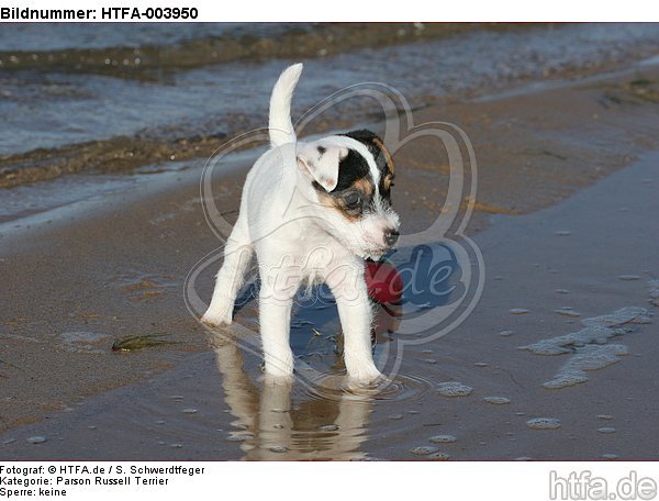 Parson Russell Terrier Welpe / parson russell terrier puppy / HTFA-003950