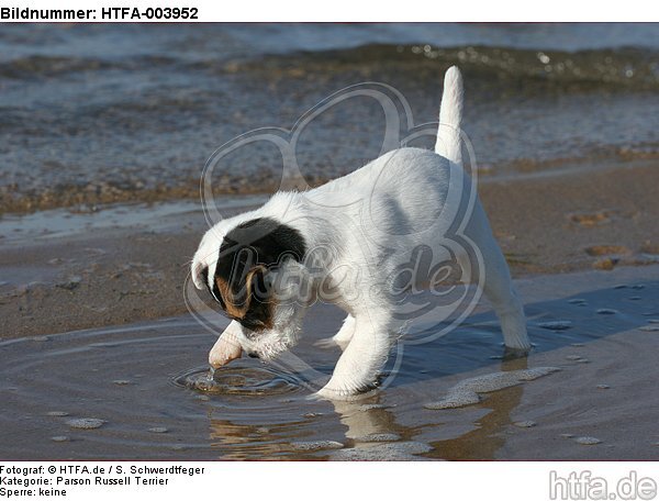 Parson Russell Terrier Welpe / parson russell terrier puppy / HTFA-003952