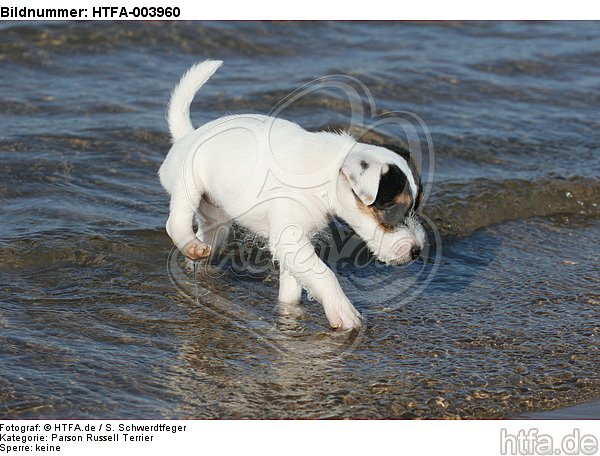 Parson Russell Terrier Welpe / parson russell terrier puppy / HTFA-003960