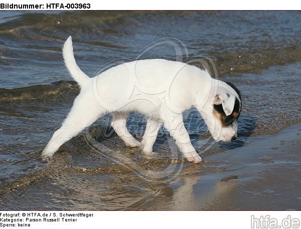 Parson Russell Terrier Welpe / parson russell terrier puppy / HTFA-003963