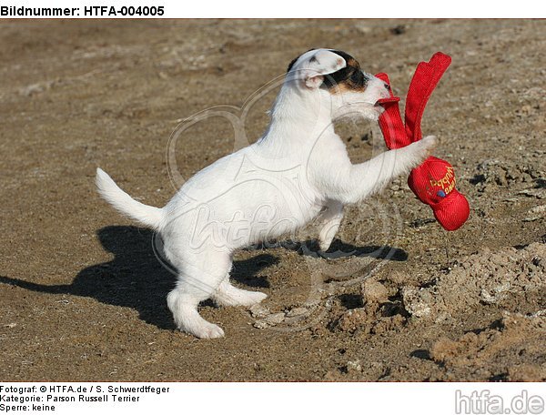 Parson Russell Terrier Welpe / parson russell terrier puppy / HTFA-004005