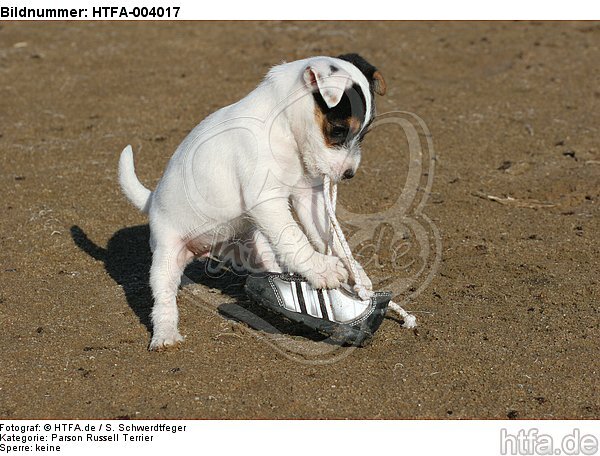 Parson Russell Terrier Welpe / parson russell terrier puppy / HTFA-004017