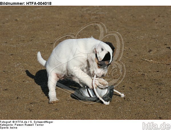 Parson Russell Terrier Welpe / parson russell terrier puppy / HTFA-004018