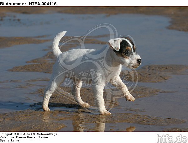 Parson Russell Terrier Welpe / parson russell terrier puppy / HTFA-004116