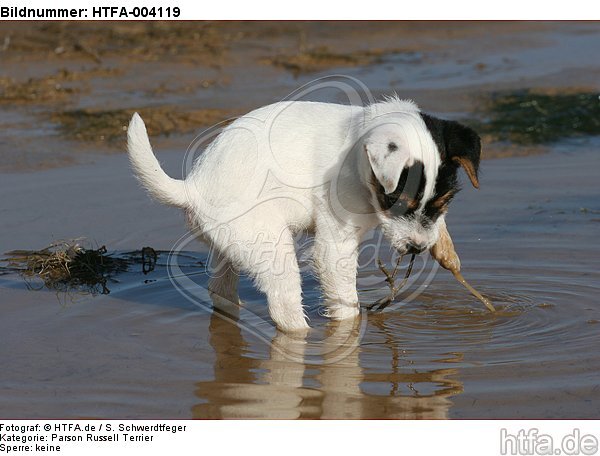 Parson Russell Terrier Welpe / parson russell terrier puppy / HTFA-004119