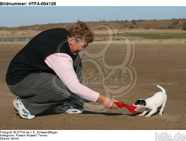 Parson Russell Terrier Welpe / parson russell terrier puppy / HTFA-004125