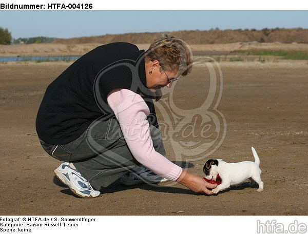 Parson Russell Terrier Welpe / parson russell terrier puppy / HTFA-004126