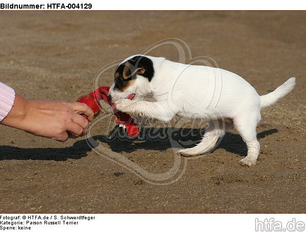 Parson Russell Terrier Welpe / parson russell terrier puppy / HTFA-004129