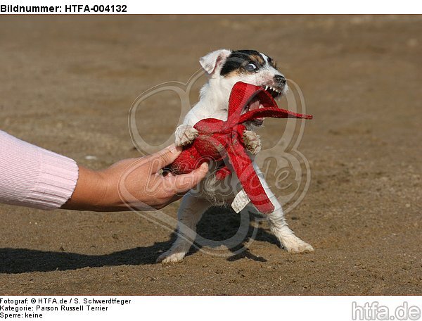 Parson Russell Terrier Welpe / parson russell terrier puppy / HTFA-004132