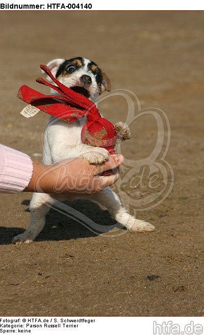 Parson Russell Terrier Welpe / parson russell terrier puppy / HTFA-004140