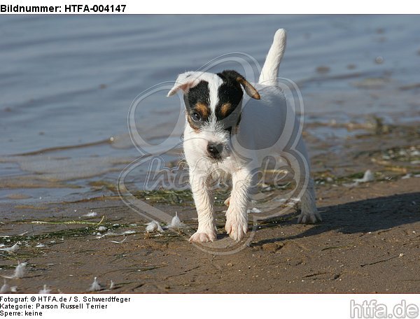 Parson Russell Terrier Welpe / parson russell terrier puppy / HTFA-004147