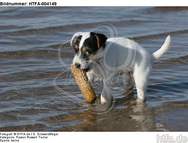 Parson Russell Terrier Welpe / parson russell terrier puppy / HTFA-004149