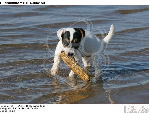 Parson Russell Terrier Welpe / parson russell terrier puppy / HTFA-004150