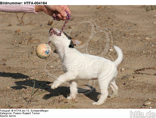 Parson Russell Terrier Welpe / parson russell terrier puppy / HTFA-004184