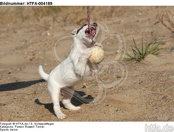 Parson Russell Terrier Welpe / parson russell terrier puppy / HTFA-004189