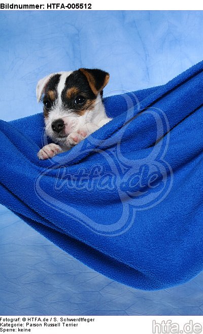 Parson Russell Terrier Welpe / parson russell terrier puppy / HTFA-005512