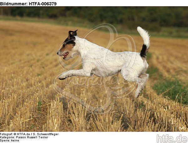 Parson Russell Terrier / HTFA-006379