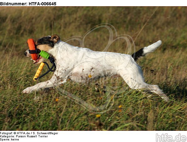 Parson Russell Terrier / HTFA-006645