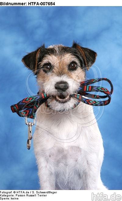 Parson Russell Terrier / HTFA-007654