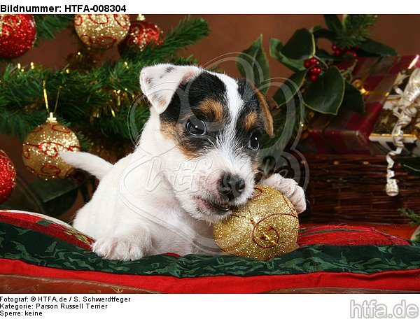 Parson Russell Terrier Welpe zu Weihnachten / PRT puppy at christmas / HTFA-008304