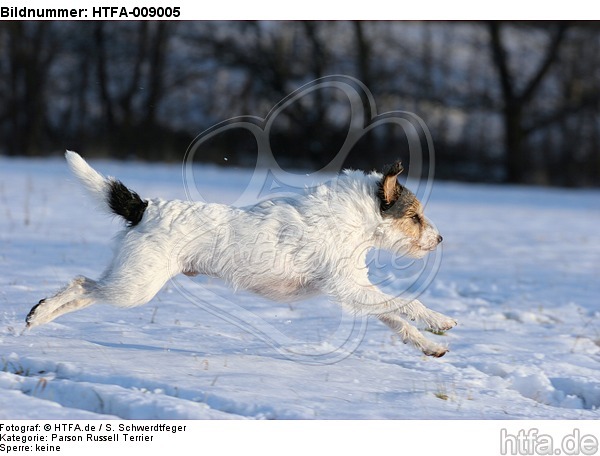 Parson Russell Terrier rennt durch den Schnee / prt running through snow / HTFA-009005