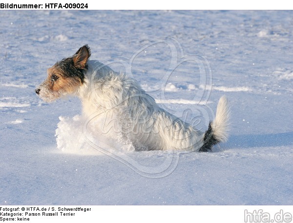 Parson Russell Terrier rennt durch den Schnee / prt running through snow / HTFA-009024