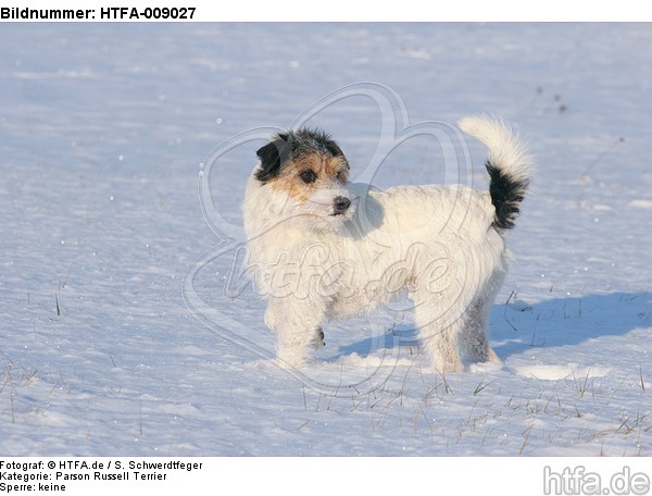 Parson Russell Terrier im Schnee / prt in snow / HTFA-009027