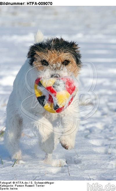 Parson Russell Terrier spielt im Schnee / prt playing in snow / HTFA-009070