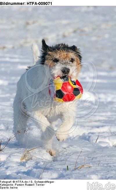 Parson Russell Terrier spielt im Schnee / prt playing in snow / HTFA-009071