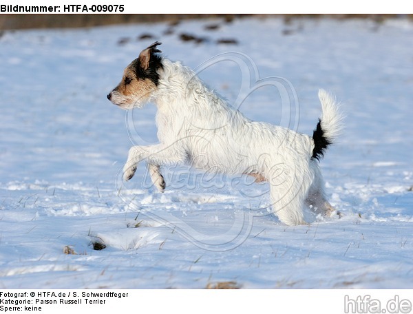 Parson Russell Terrier rennt durch den Schnee / prt running through snow / HTFA-009075