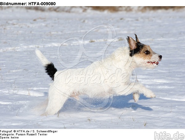 Parson Russell Terrier rennt durch den Schnee / PRT running through snow / HTFA-009080
