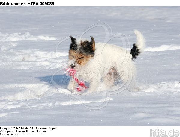 Parson Russell Terrier spielt im Schnee / PRT playing in snow / HTFA-009085