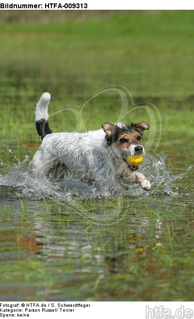 spielender Parson Russell Terrier / playing PRT / HTFA-009313