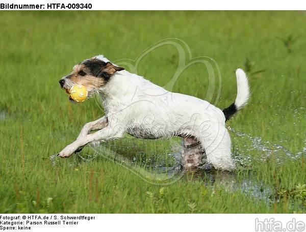 spielender Parson Russell Terrier / playing PRT / HTFA-009340