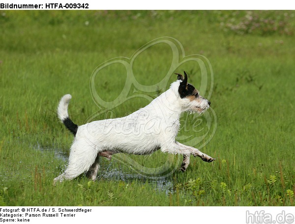 rennender Parson Russell Terrier / running PRT / HTFA-009342