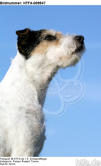 Parson Russell Terrier Portrait / PRT portrait / HTFA-009547