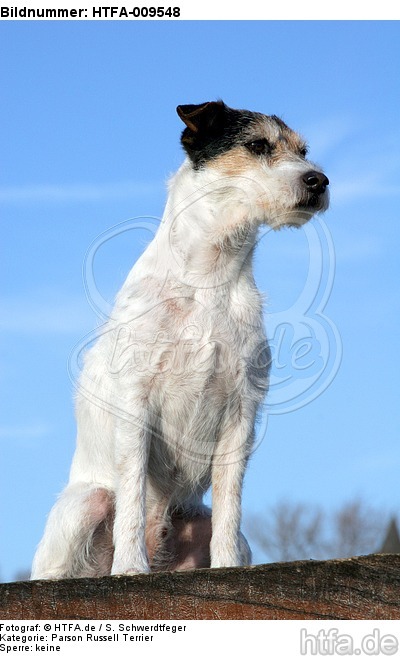 sitzender Parson Russell Terrier / sitting PRT / HTFA-009548