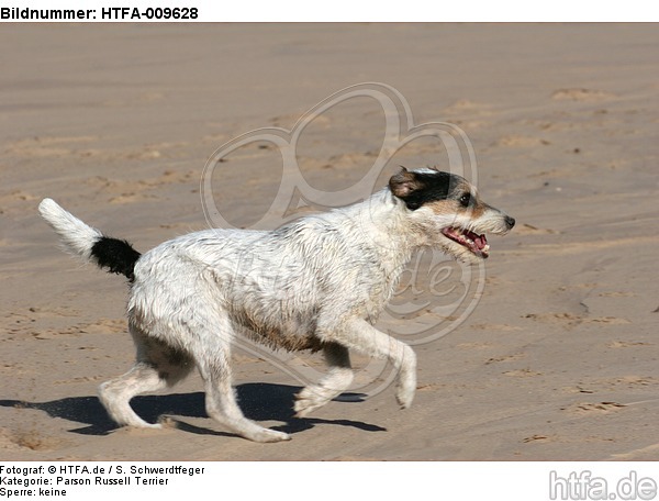 rennender Parson Russell Terrier / running PRT / HTFA-009628