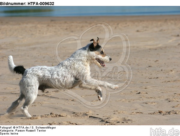 rennender Parson Russell Terrier / running PRT / HTFA-009632