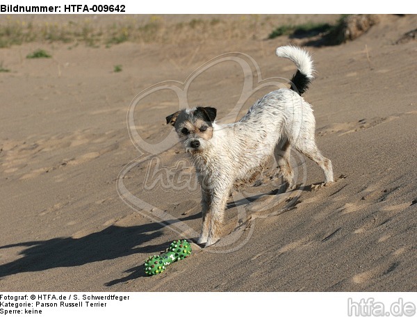 stehender Parson Russell Terrier / standing PRT / HTFA-009642
